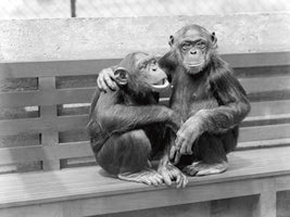 At the zoo, Chimpanzees