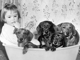 Dallas Gilby with dogs
