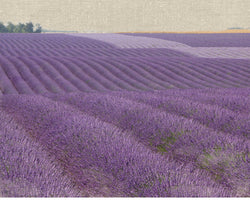 Lavender on Linen 1