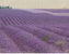 Lavender on Linen 1