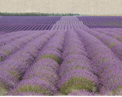 Lavender on Linen 2