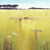 Cornish Meadow