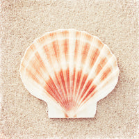 Scallop Shell von Carolyn Cochrane