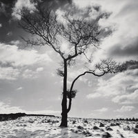 Lone Tree # 2, Peak District England