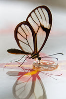Butterfly Beauties III