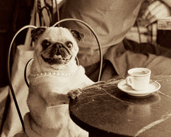 Cafe Pug