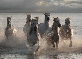Horses Landing at the Beach