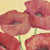 Squared Poppies I