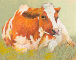 Cow in the Spring