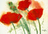 Coquelicots au vent I