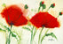 Coquelicots au vent II