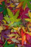 Candy Leaves