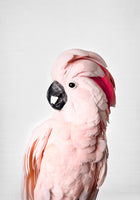 Pink Cockatoo von Kathrin Pienaar
