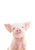 Baby Pig von Kathrin Pienaar