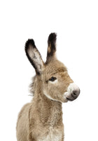 Baby Donkey von Kathrin Pienaar