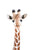 Baby Giraffe von Kathrin Pienaar