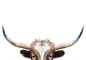 Peeking Longhorn Cow von Kathrin Pienaar