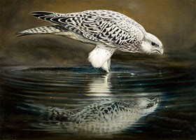 Drinking Falcon