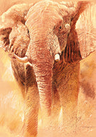 Elefant Study