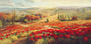 Red Poppy Panorama