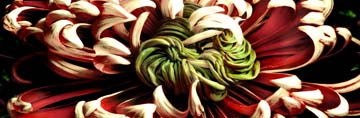 Chrysanthemus 2