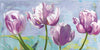 Lilac Tulips