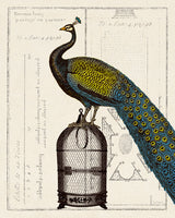 Peacock Birdcage II