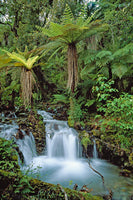 Creek with tree ferns