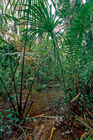 Flood area of rainforest