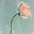 Romantic Pink Rose