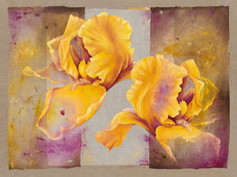 Iris