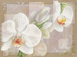 Orchidée