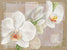 Orchidée
