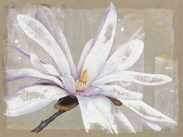 Stellata