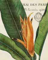 Botanique Tropicale II