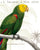 Parrot Botanique I