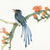 Formosan Blue Magpie von Chris Paschke