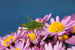 Grashüpfer auf Blumen von Rolf Fischer