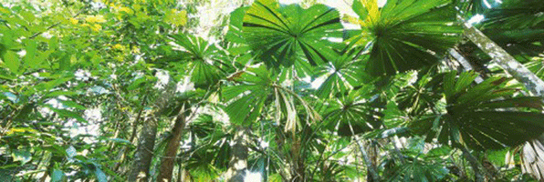 Rainforest canopies von John Xiong