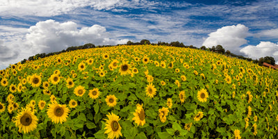 Sonnenblumenwelt von Rolf Fischer